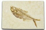 Detailed Fossil Fish (Diplomystus) - Wyoming #379488-1